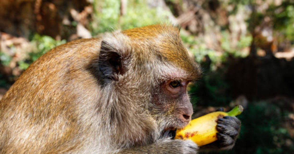 Pendekatan Berbasis HAM dalam Konflik Manusia–Satwa